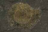 Dactylioceras Ammonite - Posidonia Shale, Germany #100243-1